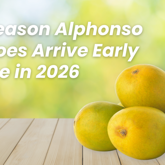 Pre-Season Alphonso Mangoes Arrive Early in Pune in 2026